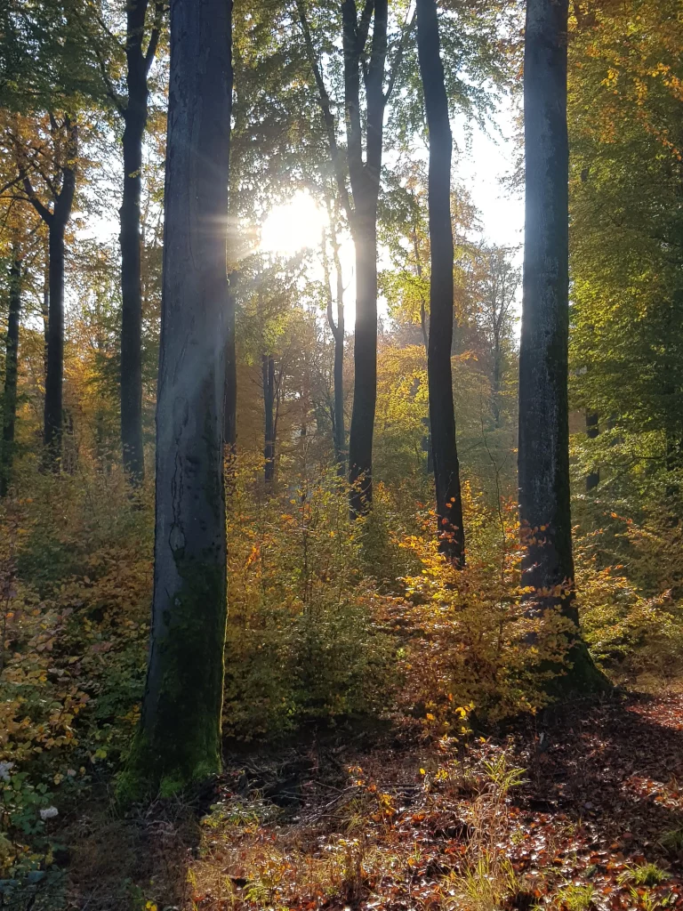 Bunter Herbstwald mit Sonnenlicht