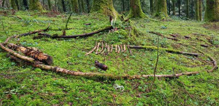 Naturcoaching im Nordschwarzwald Karlsruhe